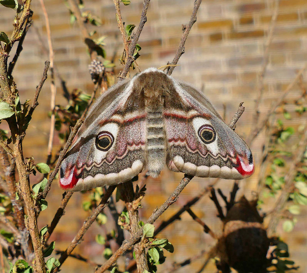 Saturnia pavonia
