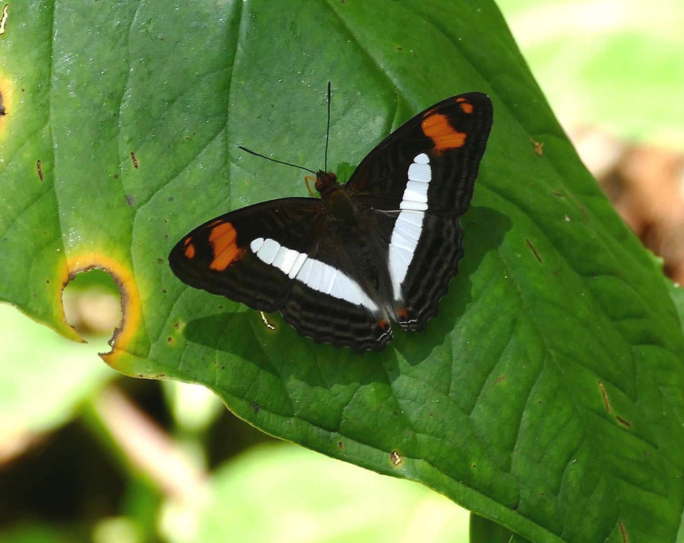 Adelpha naxia naxia