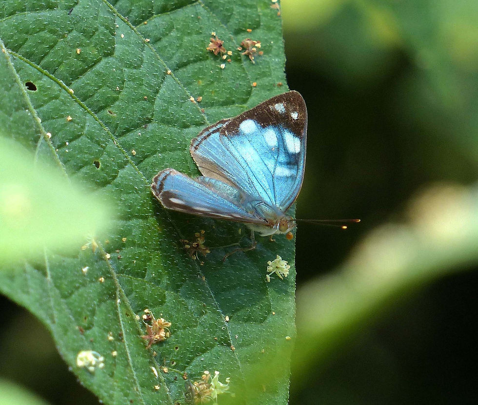 Dynamine radicula