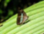 Adelpha iphicleola