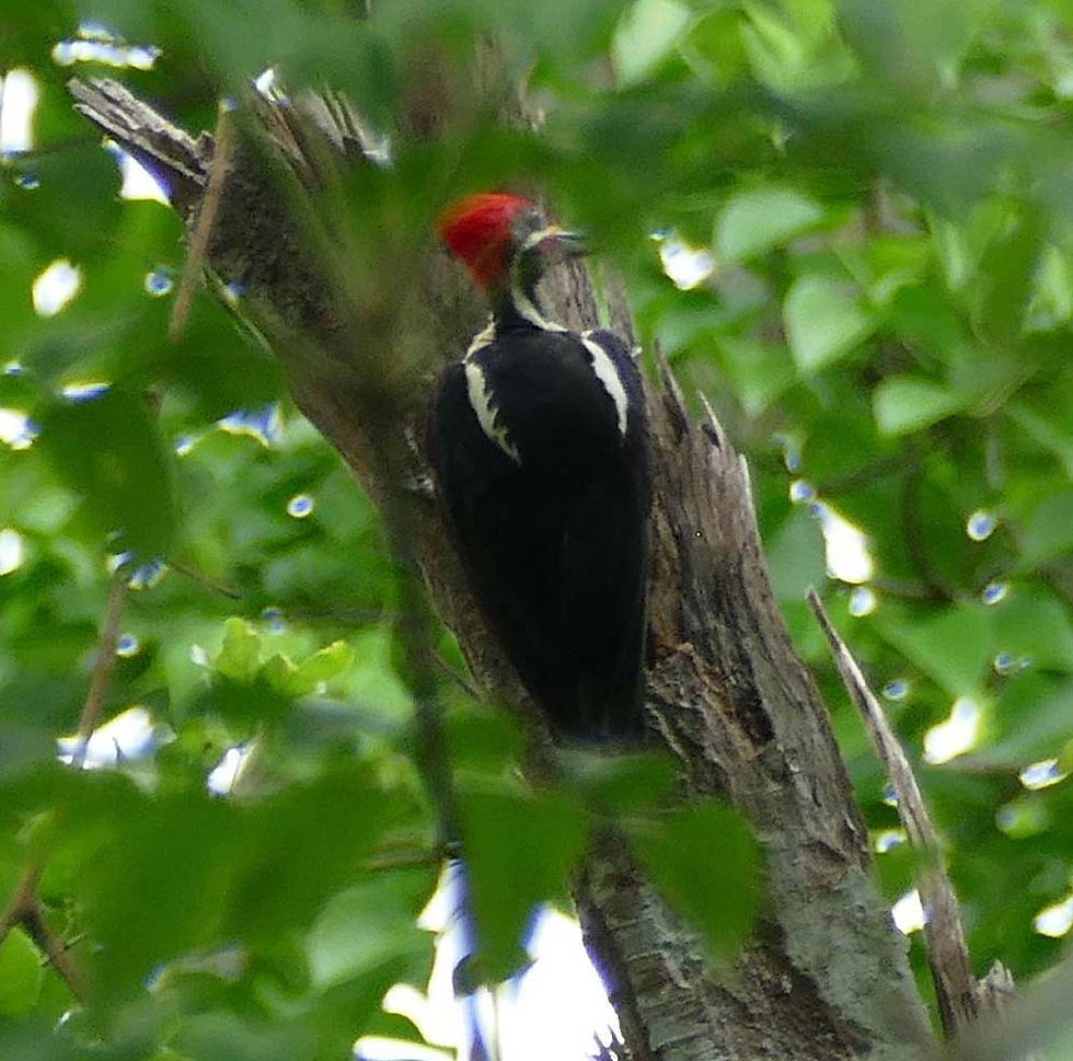 Lineated Woodpecker
