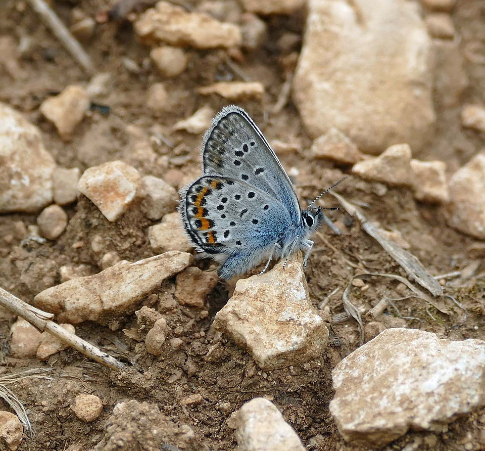 Plebejus argus