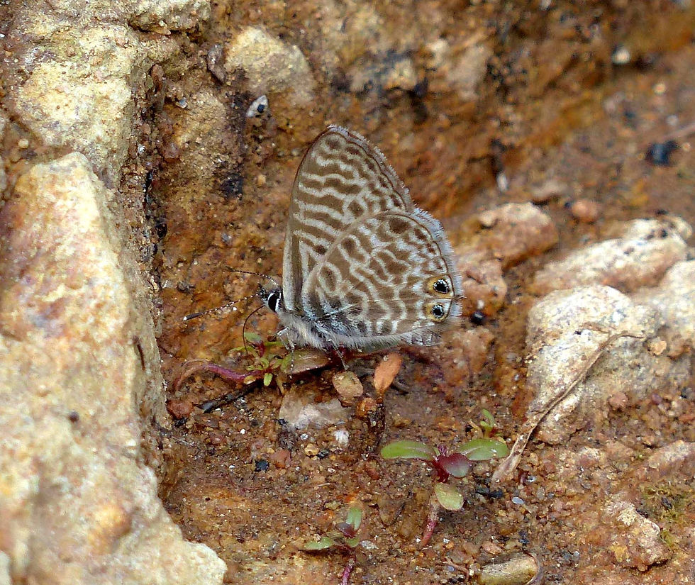 Leptotes pirithous