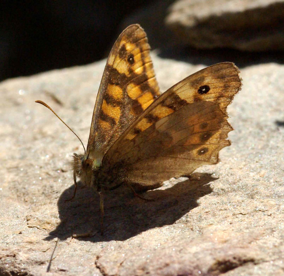 Pararge aegeria