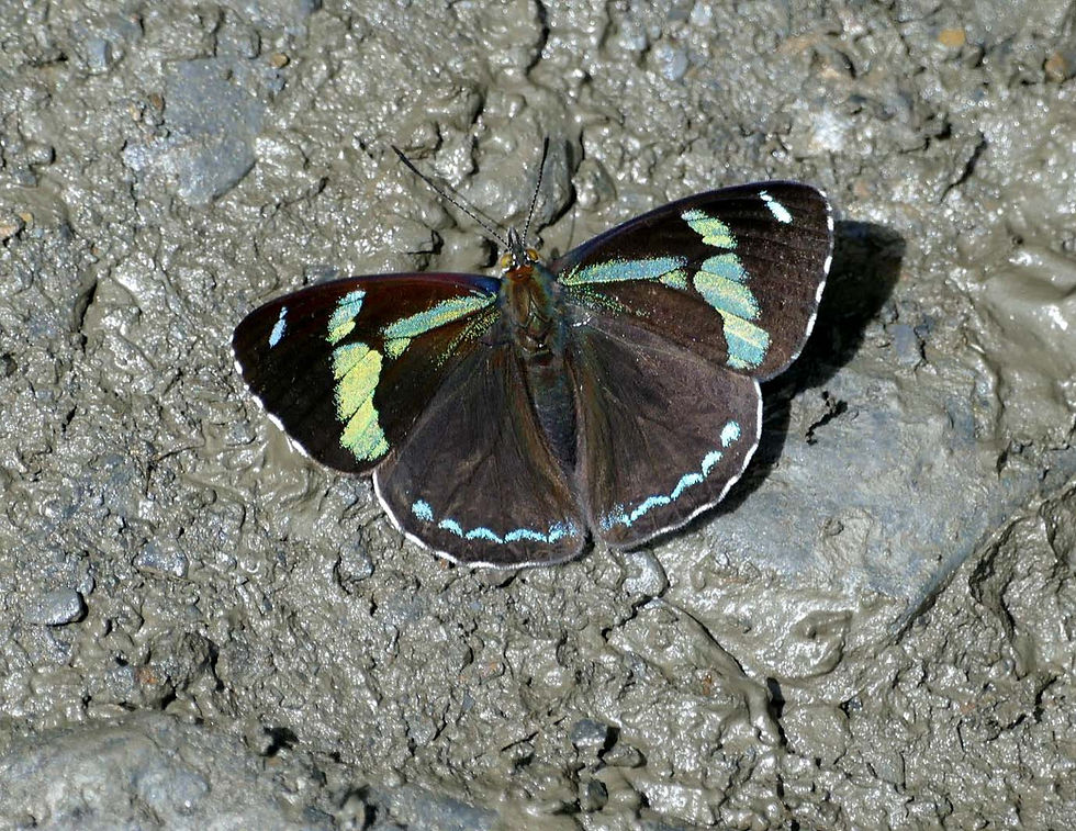 (close to) Perisama jurinei