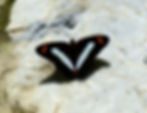 Adelpha iphiclus