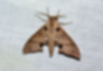Polyptychus carteri