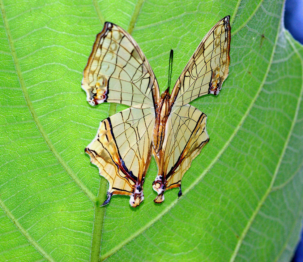 Cyrestis thyodamus