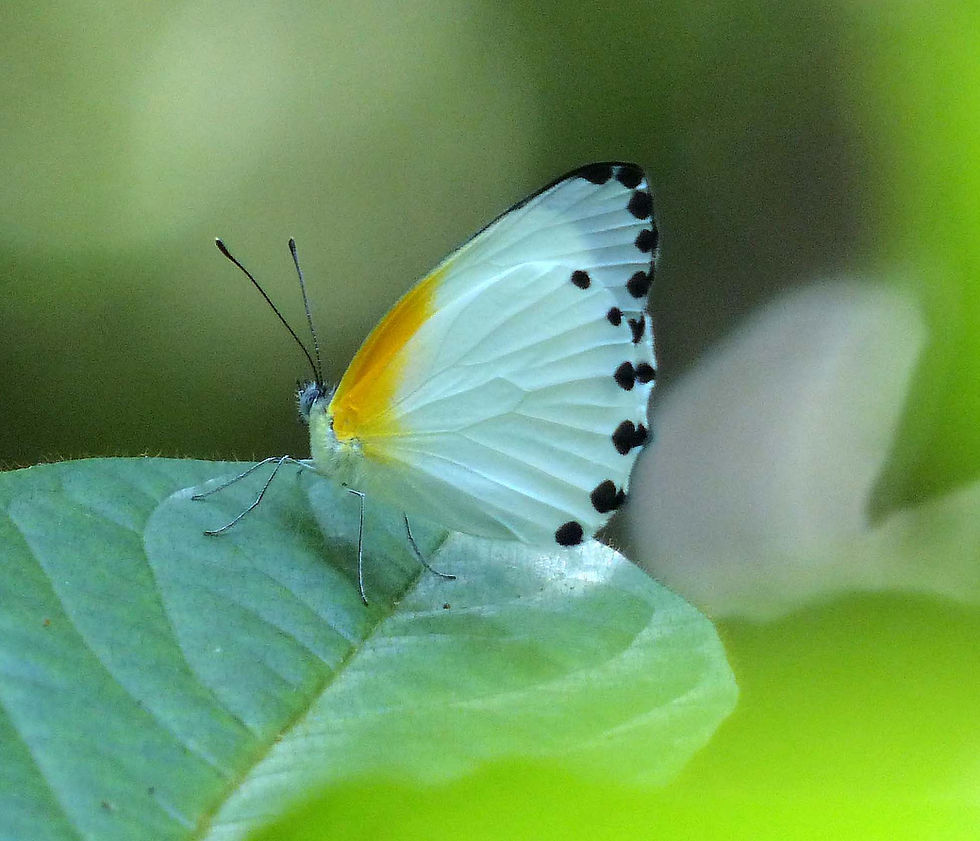 100 Mylothris species