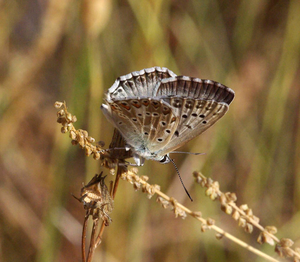 Lysandra albicans