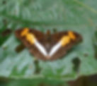 Adelpha nea