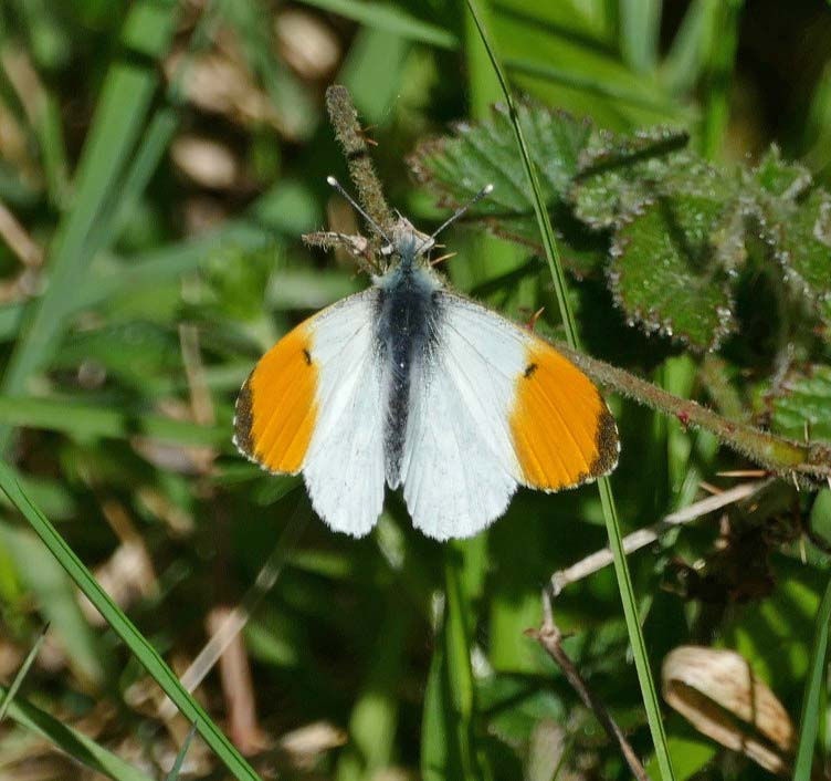 Anthocharis cardamines
