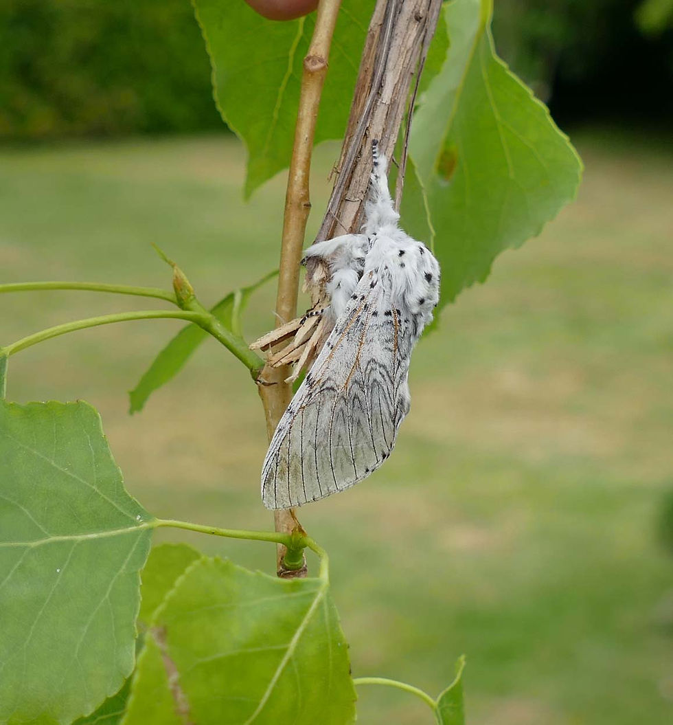 Cerura vinula