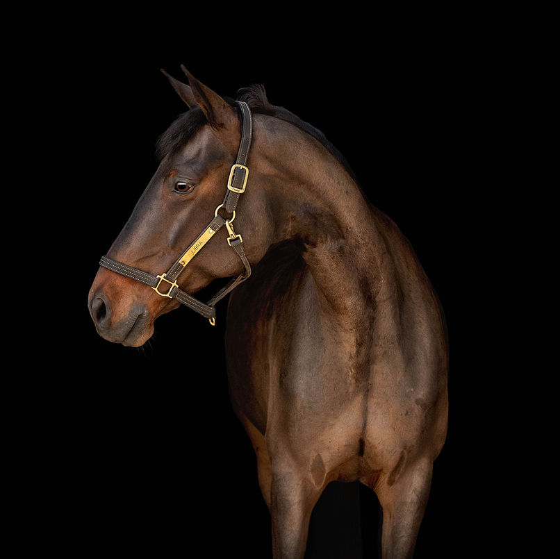 Buyer Sourcing- up to 25 Horses