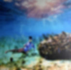 Coral Reef Commission