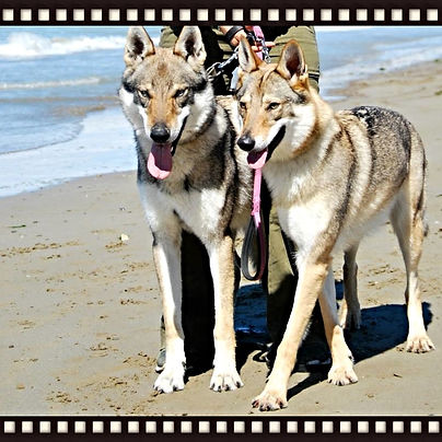 Glock Pack Kennel Cuccioli Cane Lupo Cecoslovacco Verona