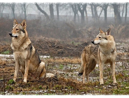 Glock Pack Kennel Cuccioli Cane Lupo Cecoslovacco Verona