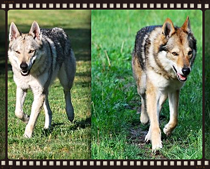 Glock Pack Kennel Cuccioli Cane Lupo Cecoslovacco Verona