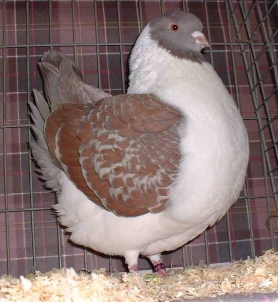 Russet tri gazzi adult hen P