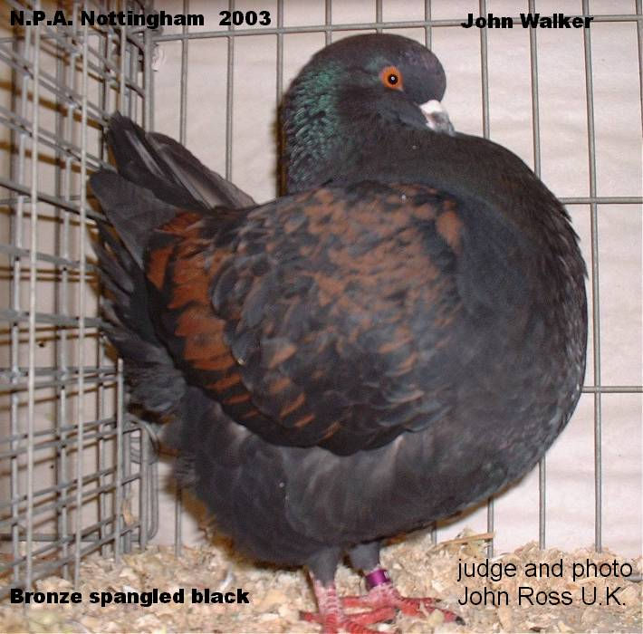 bronze spangled black