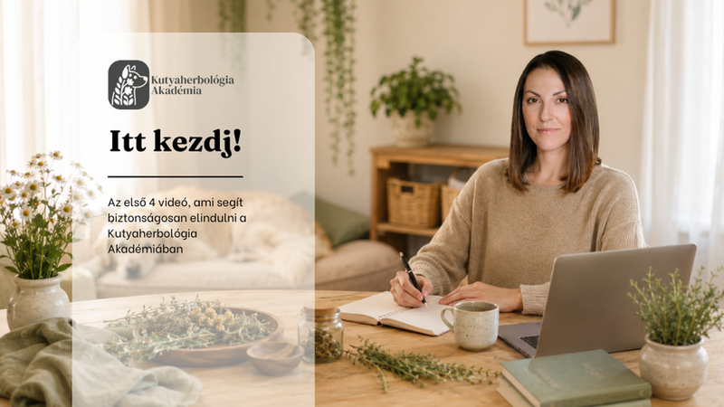 kutyaherbologus ul a laptopnal