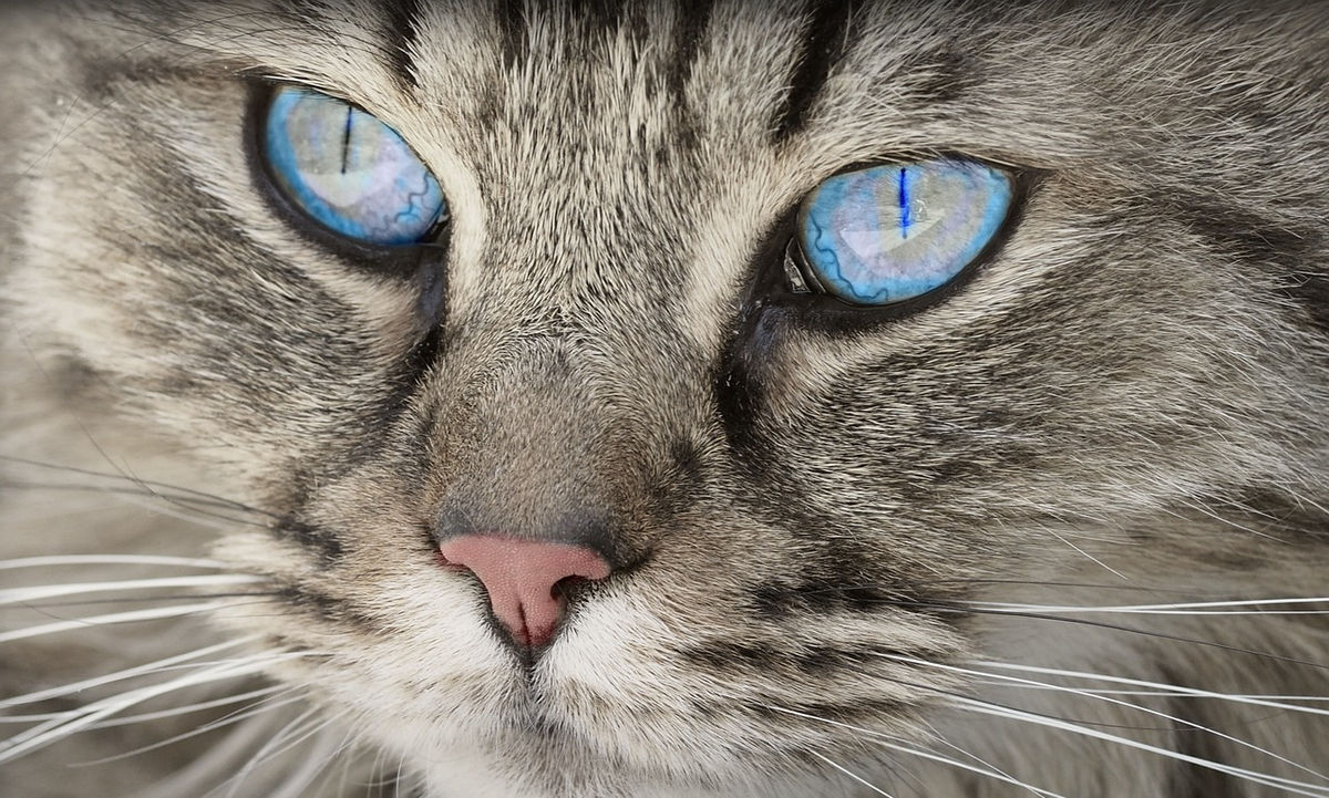 Cat Clinic of Louisville