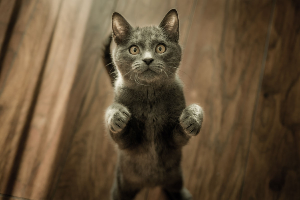 Cat Clinic of Louisville