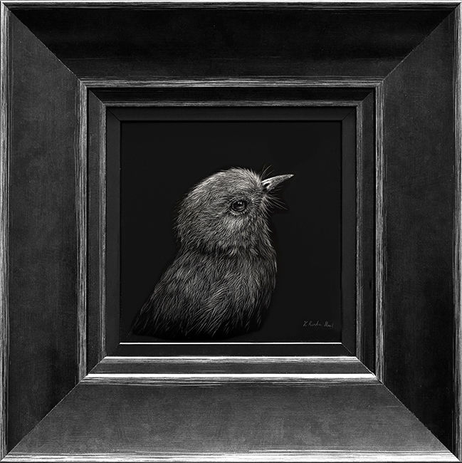 Toutouwai Study 1 | Karen Rankin Neal