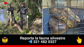 Policía rescata a becerro atrapado por enorme anaconda en Guamal, Meta