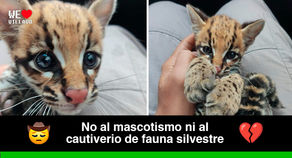 Cormacarena invita a la protección de bebés ocelotes en su hábitat natural