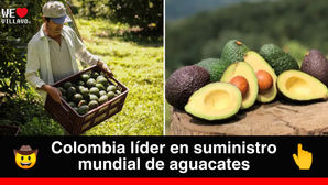Exportación de aguacate colombiano a EE.UU. se triplica en 2024