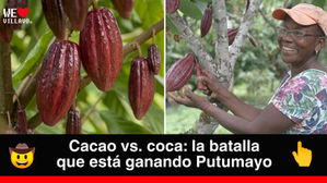 El cacao desplaza a la coca en el Putumayo con una inversión de 82.886 millones de pesos