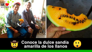 En el llano colombiano se cultiva la sandía amarilla o sandía melón