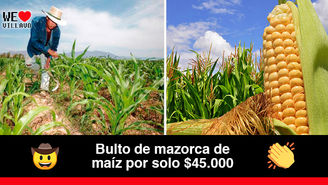 Gran oferta de mazorca de maíz del Calvario en el barrio Emporio de Villavicencio