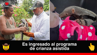 Rescatan a oso palmero recién nacido en San Juan de Arama