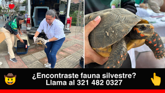 Comunidad de Puerto Gaitán dice sí a la entrega voluntaria de fauna silvestre