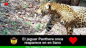 Reaparición del jaguar en Casanare: victoria para la conservación de la fauna en Colombia