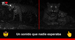 Madre jaguar fue captada maullando por primera vez en la selva de Brasil