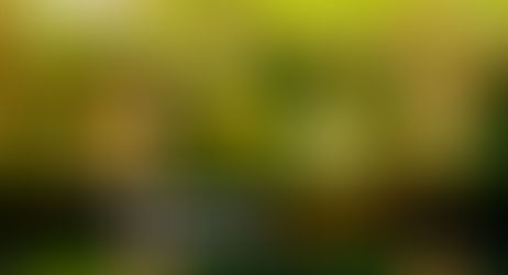 Primer proyecto productivo de maracuyá en Villavicencio
