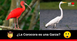 La Corocora