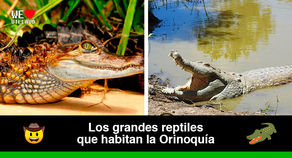 Un cocodrilo y tres especies de caimanes que se pueden encontrar en la Orinoquía