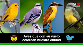 Aves urbanas de Villavicencio