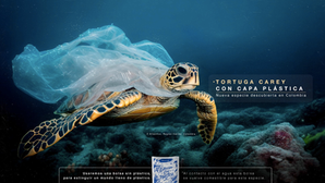 Inter Rapidísimo implementa bolsa que se convierte en comida para peces