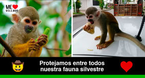 Personas que alimenten primates serán sancionadas por el código de Policía