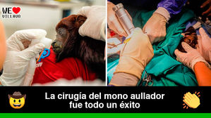 Histórico: En el Meta se realiza la primera cirugía en primates de Colombia