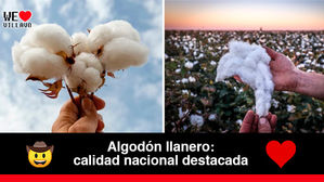 El departamento del Meta lidera el renacimiento del cultivo de algodón en Colombia