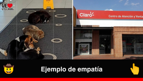 En Villavicencio, empleados de Claro dan ejemplo de empatía al resguardar a tres perritos de la lluvia