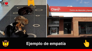 En Villavicencio, empleados de Claro dan ejemplo de empatía al resguardar a tres perritos de la lluvia