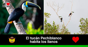 Conoce al ave que tiene el pico más grande en relación a su cuerpo