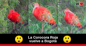La Corocora Roja vuelve a Bogotá